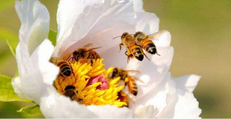【蜜蜂養殖】2018年養蜂成本和利潤 2018年養蜂成本和利潤
