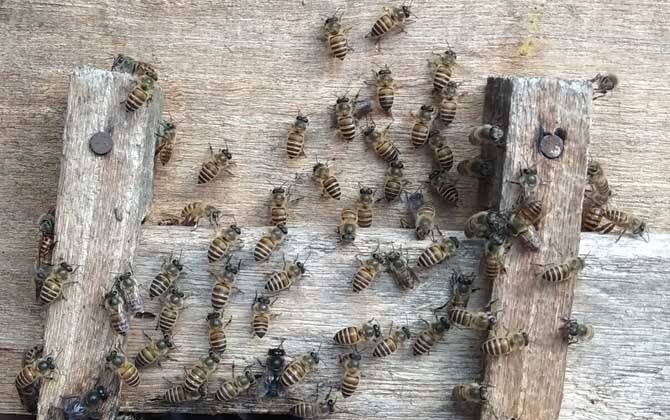 新手養(yǎng)蜂注意事項有哪些? 新手養(yǎng)蜂注意事項有哪些?