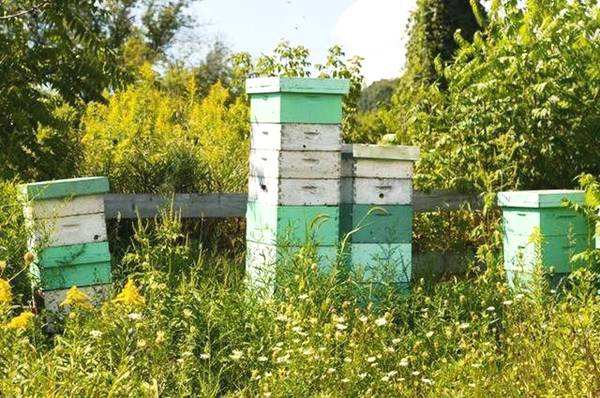 新手養(yǎng)蜂注意事項有哪些? 新手養(yǎng)蜂注意事項有哪些?