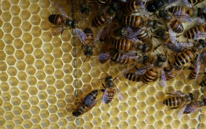 蛋群幾十只工蜂如何發展 蛋群幾十只工蜂如何發展