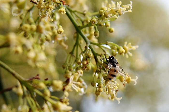 【蜜蜂知識】蜂王出臺幾天分蜂? 蜂王出臺幾天分蜂?