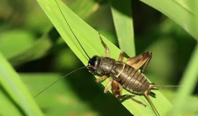 蟋蟀是益蟲還是害蟲(蟋蟀的用途和作用) 蟋蟀是益蟲還是害蟲(蟋蟀的用途和作用)