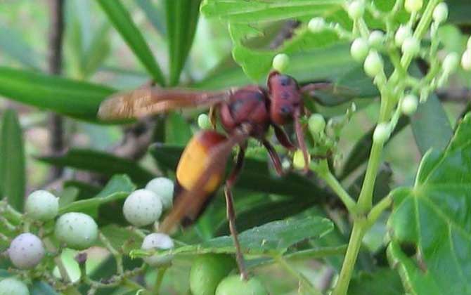 黃腰虎頭蜂是保護(hù)動(dòng)物嗎（黃腰虎頭蜂的介紹）