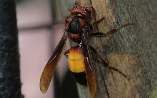 黃腰虎頭蜂是保護(hù)動(dòng)物嗎（黃腰虎頭蜂的介紹）