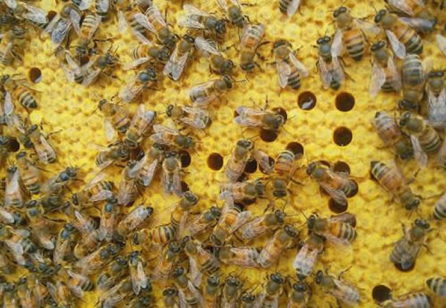 【蜜蜂知識】東北黑蜂的生活習(xí)性 東北黑蜂的生活習(xí)性