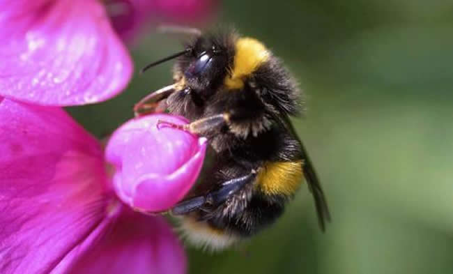 【蜜蜂知識】東北黑蜂的生活習(xí)性 東北黑蜂的生活習(xí)性