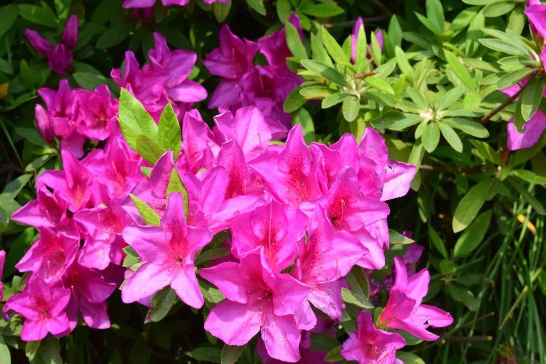 毛鵑是什么科屬植物 毛鵑是什么科屬植物