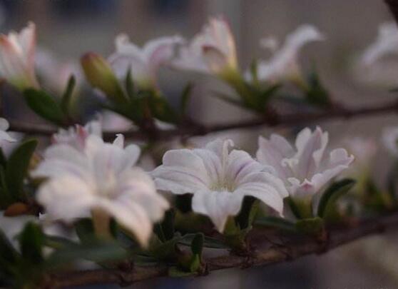 六月雪花語是什么含義(六月雪花語的寓意和象征) 六月雪花語是什么含義(六月雪花語的寓意和象征)