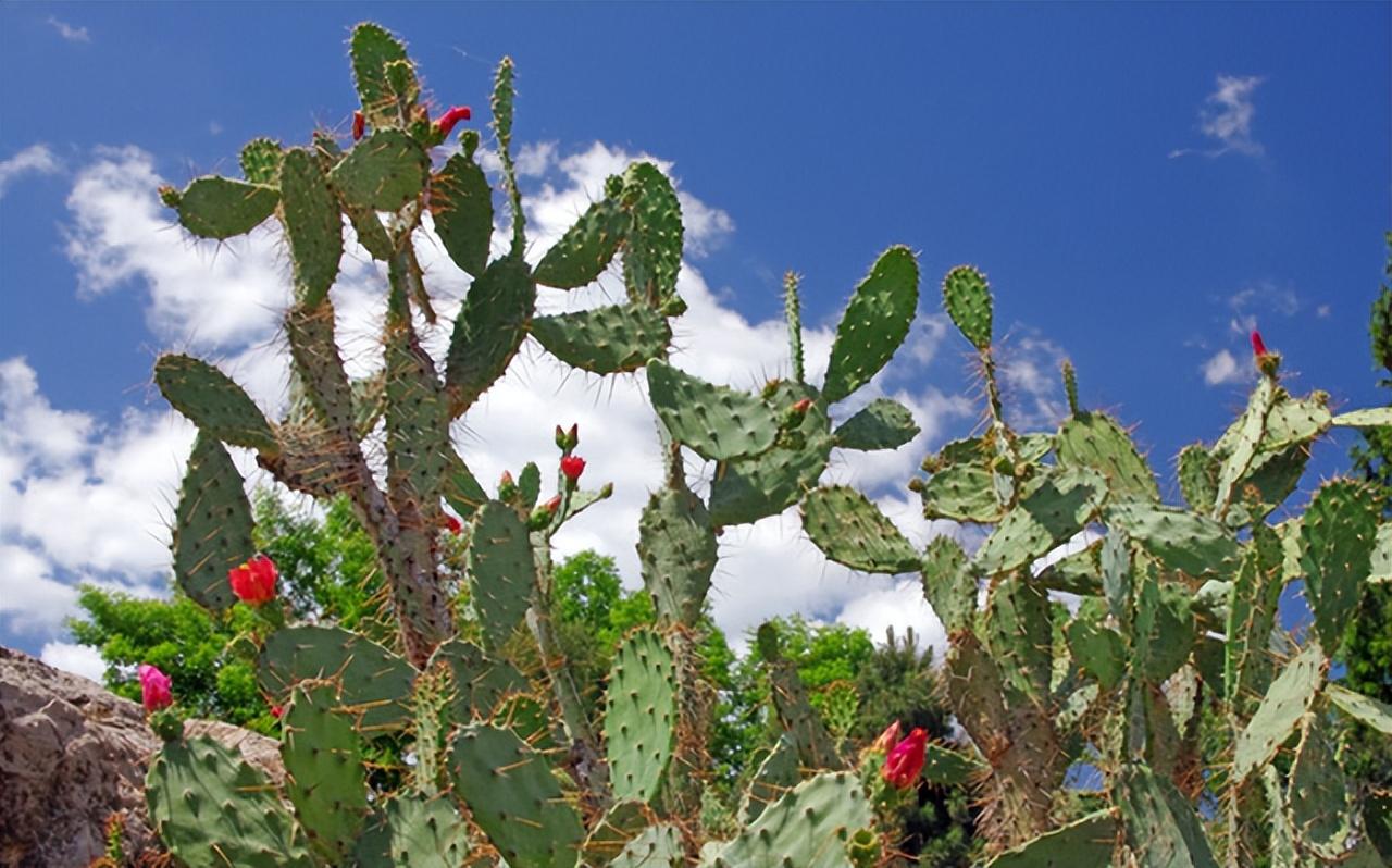 仙人掌有葉子嗎(仙人掌葉子的特征和常見品種) 仙人掌有葉子嗎(仙人掌葉子的特征和常見品種)