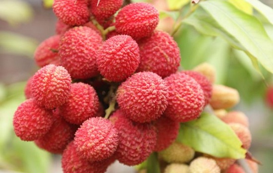 荔枝什么時(shí)候成熟季節(jié)（荔枝的成熟時(shí)間和種植方法）