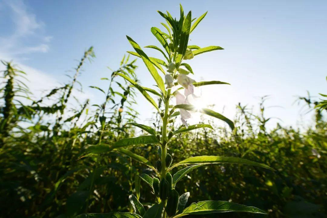 如何辨別真假黑芝麻(真假芝麻的鑒別方法) 如何辨別真假黑芝麻(真假芝麻的鑒別方法)