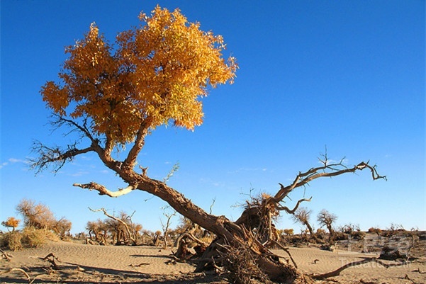 胡楊是沙漠植物嗎(胡楊樹的資料和養(yǎng)護方法) 胡楊是沙漠植物嗎(胡楊樹的資料和養(yǎng)護方法)