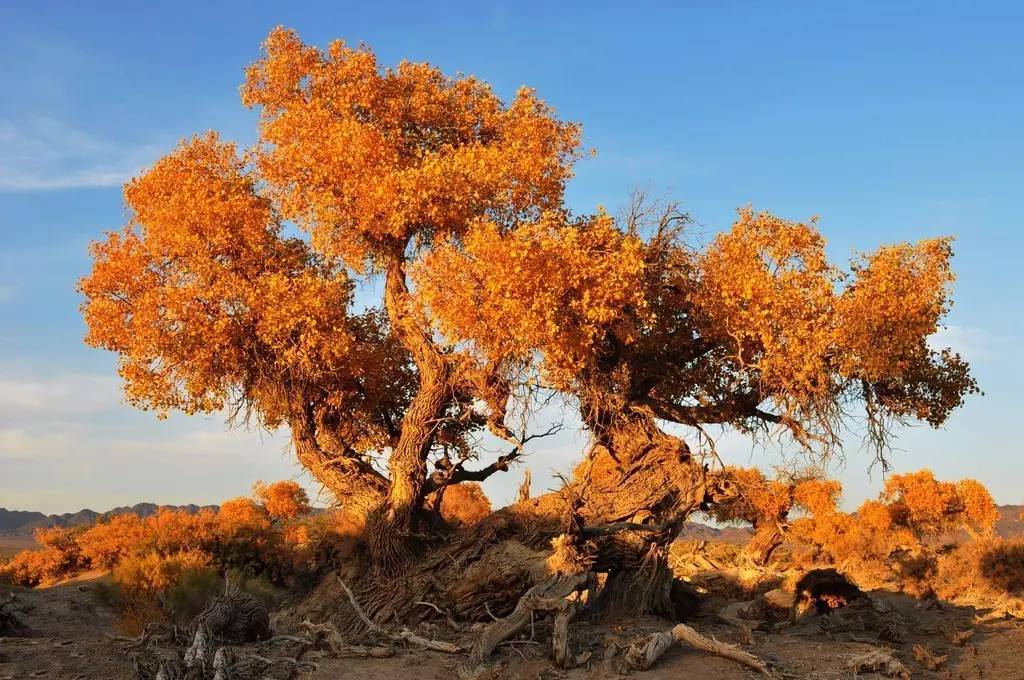 胡楊是沙漠植物嗎(胡楊樹的資料和養(yǎng)護方法) 胡楊是沙漠植物嗎(胡楊樹的資料和養(yǎng)護方法)
