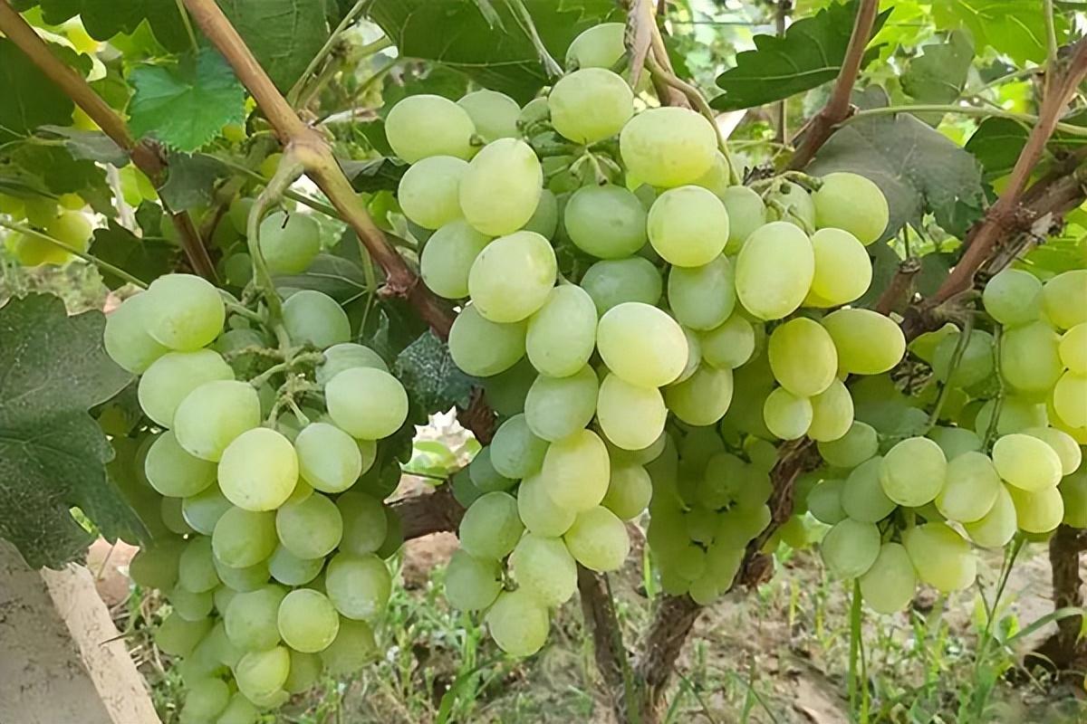 葡萄種類名稱及圖片（常見18種葡萄的區(qū)別及口感）