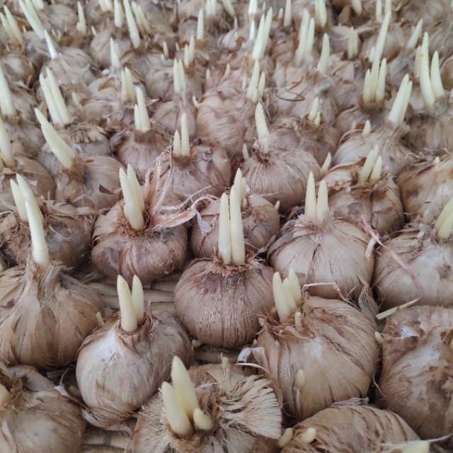 西紅花種子怎么種什么時(shí)候種(西紅花種子的種植方法) 西紅花種子怎么種什么時(shí)候種(西紅花種子的種植方法)