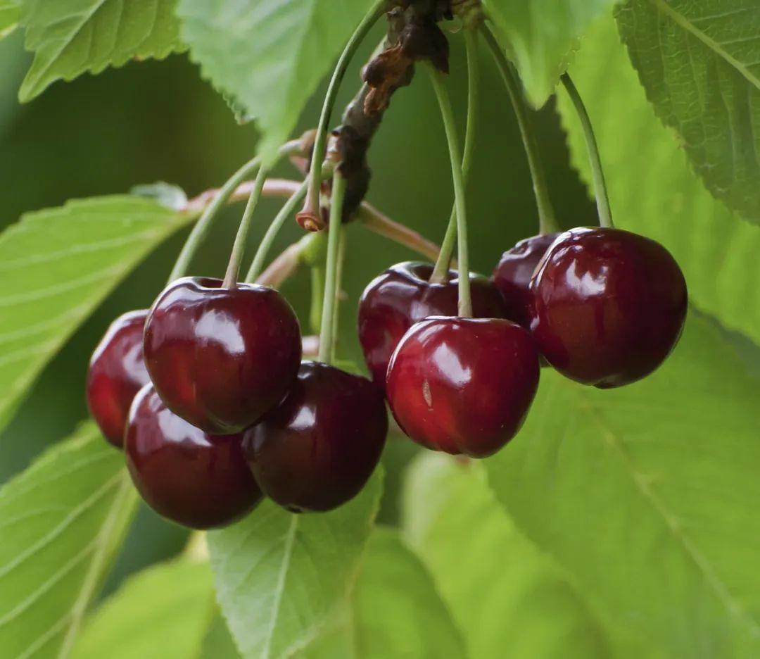 為什么車厘子比櫻桃貴很多(車厘子和櫻桃的區(qū)別) 為什么車厘子比櫻桃貴很多(車厘子和櫻桃的區(qū)別)