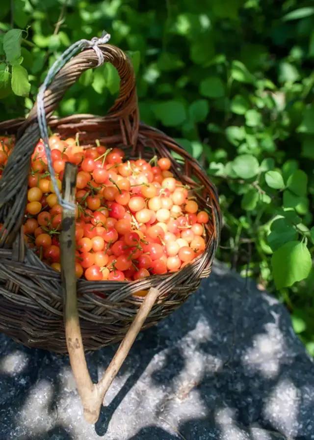 為什么車厘子比櫻桃貴很多(車厘子和櫻桃的區(qū)別) 為什么車厘子比櫻桃貴很多(車厘子和櫻桃的區(qū)別)