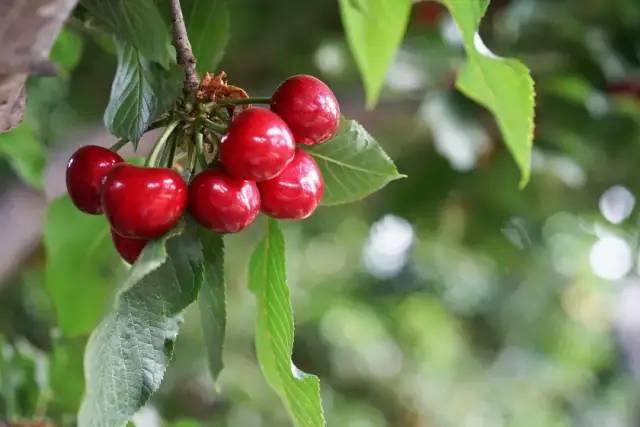 為什么車厘子比櫻桃貴很多(車厘子和櫻桃的區(qū)別) 為什么車厘子比櫻桃貴很多(車厘子和櫻桃的區(qū)別)