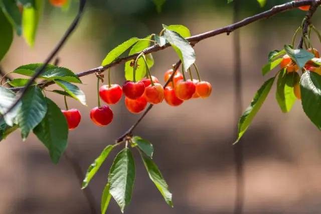 為什么車厘子比櫻桃貴很多(車厘子和櫻桃的區(qū)別) (華盛頓沒有砍過櫻桃樹,但歐美人喜歡櫻桃是真的,圖中為意大利畫家薩爾瓦多·波斯蒂廖內(nèi)繪制的《櫻桃時間》)