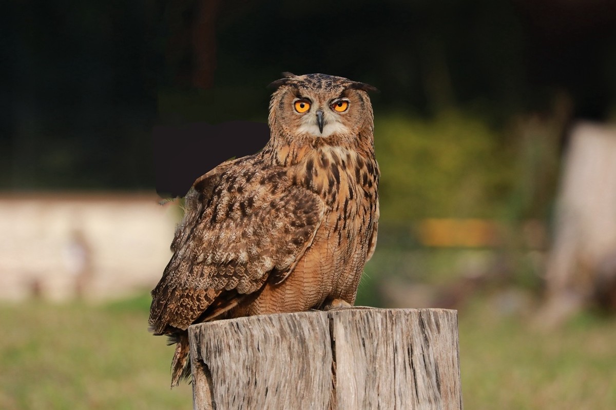 貓頭鷹進(jìn)宅怎么送走(貓頭鷹飛進(jìn)家里的驅(qū)趕方法) 貓頭鷹進(jìn)宅怎么送走(貓頭鷹飛進(jìn)家里的驅(qū)趕方法)