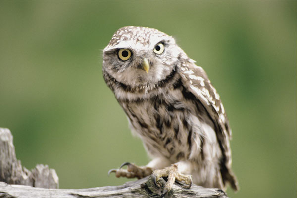 貓頭鷹進(jìn)宅怎么送走(貓頭鷹飛進(jìn)家里的驅(qū)趕方法) 貓頭鷹進(jìn)宅怎么送走(貓頭鷹飛進(jìn)家里的驅(qū)趕方法)