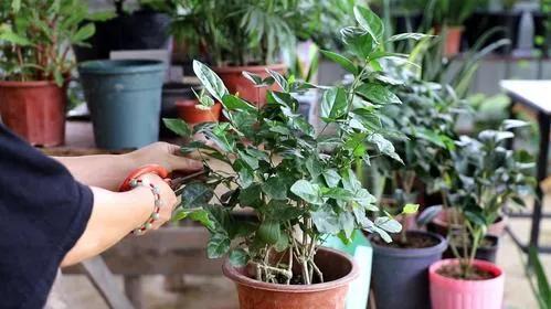 茉莉花怎么養才長得好(種植茉莉花的4個技巧) 菠蘿和鳳梨是一個物種嗎(菠蘿和鳳梨的區別)