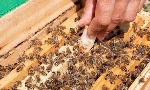 蜂王交尾失敗的補(bǔ)救方法 蜂王交尾失敗的補(bǔ)救方法