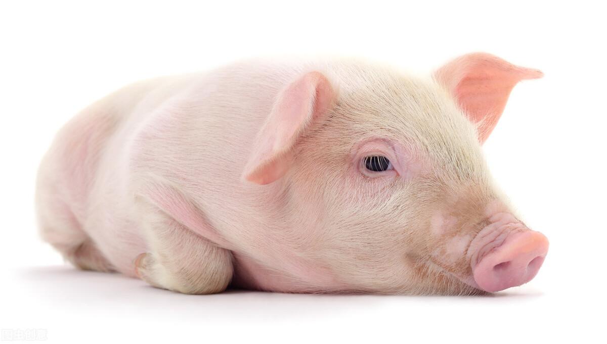 豬喜歡吃什么食物(家豬的食物種類和常見飼料) 豬喜歡吃什么食物(家豬的食物種類和常見飼料)