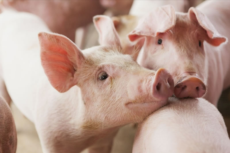 豬喜歡吃什么食物(家豬的食物種類和常見飼料) 豬喜歡吃什么食物(家豬的食物種類和常見飼料)