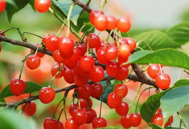 3月份有哪些應季水果(春季成熟的應季水果) 3月份有哪些應季水果(春季成熟的應季水果)