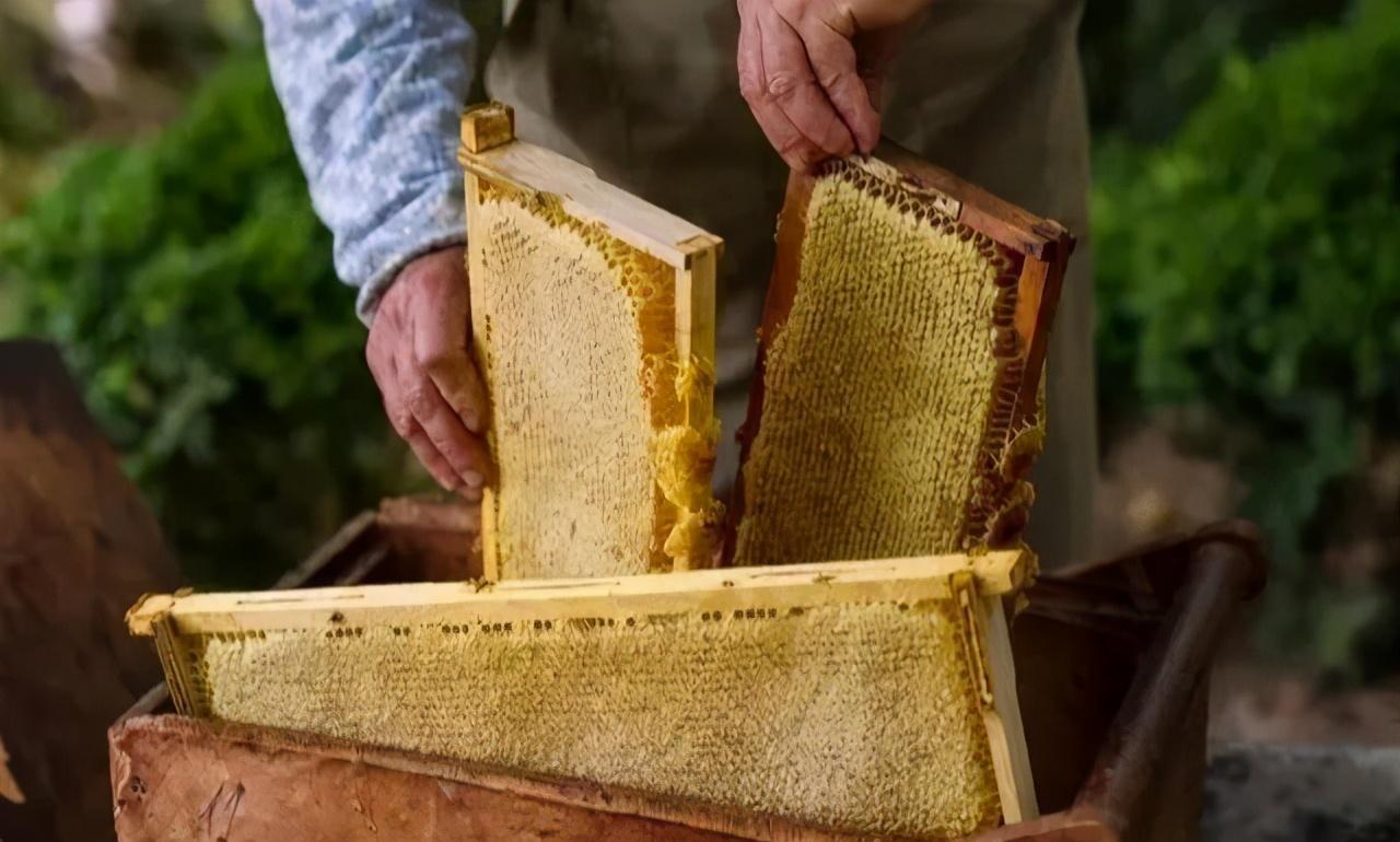 子脾和蜜脾有什么區別(區分子脾和蜜脾的方法) 子脾和蜜脾有什么區別(區分子脾和蜜脾的方法)