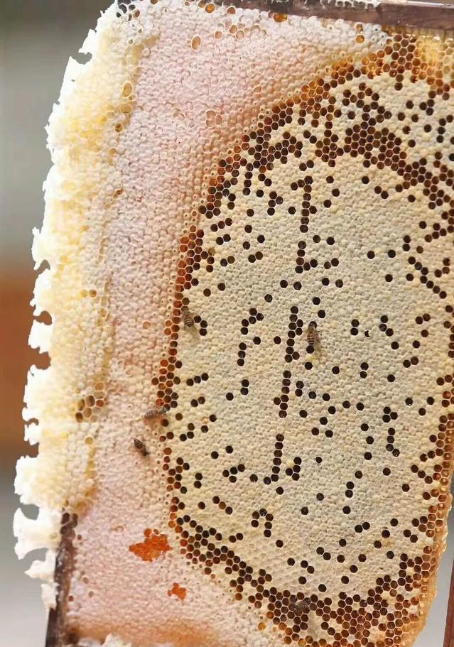 子脾和蜜脾有什么區別(區分子脾和蜜脾的方法) 子脾和蜜脾有什么區別(區分子脾和蜜脾的方法)