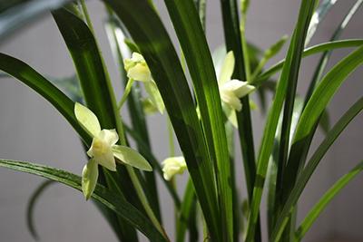 劍蘭的養(yǎng)殖方法和注意事項大全(劍蘭的日常養(yǎng)護) 劍蘭的養(yǎng)殖方法和注意事項大全(劍蘭的日常養(yǎng)護)