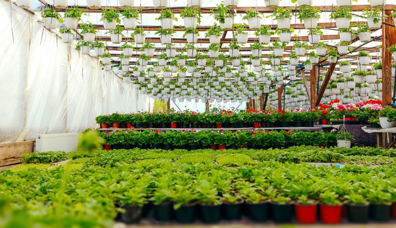 水仙花的養(yǎng)殖方法和注意事項(水培土培水仙花正確養(yǎng)法) 水仙花的養(yǎng)殖方法和注意事項(水培土培水仙花正確養(yǎng)法)