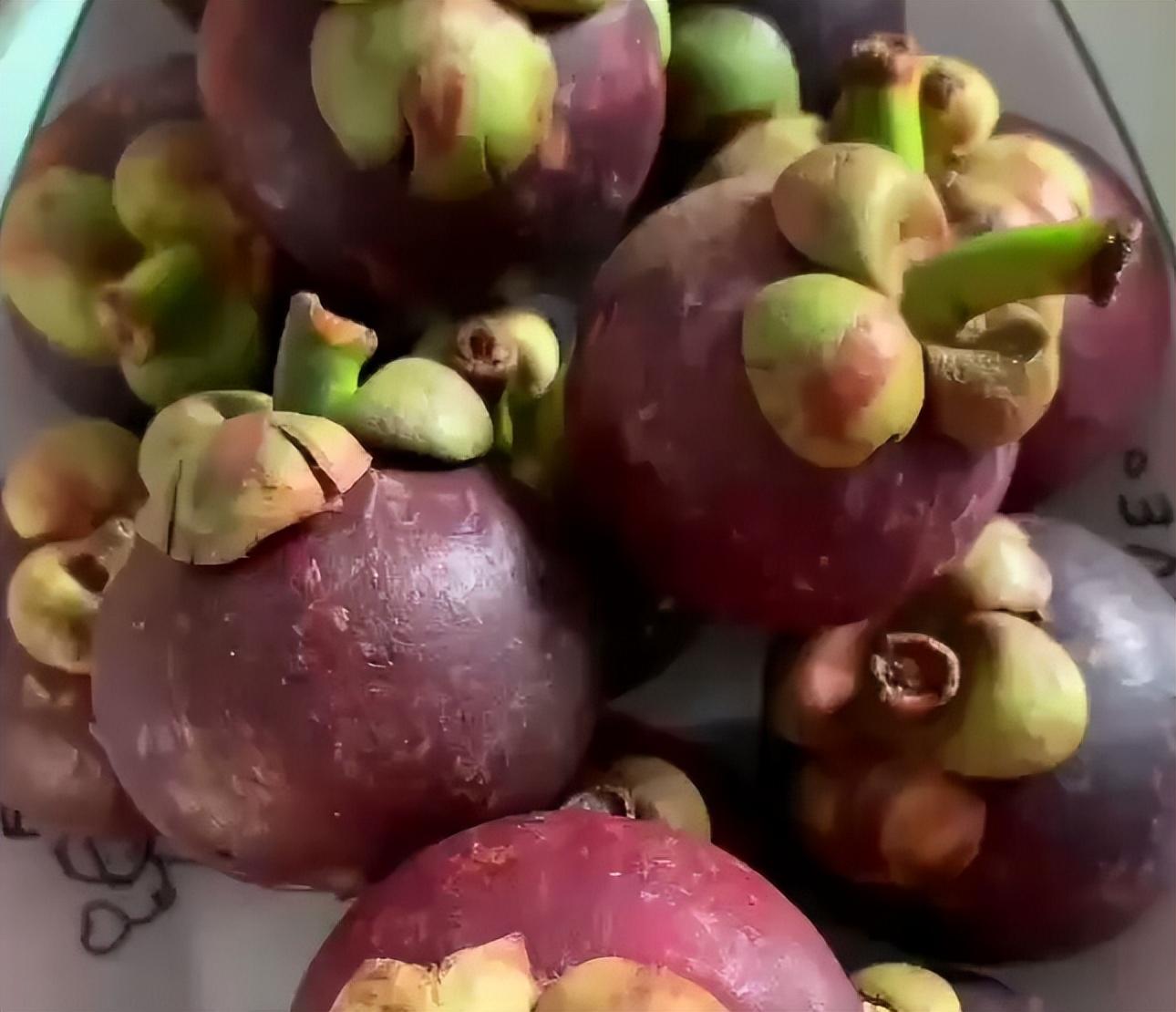 山竹長在土里還是樹上(山竹生長的地方和栽培技術) 山竹長在土里還是樹上(山竹生長的地方和栽培技術)