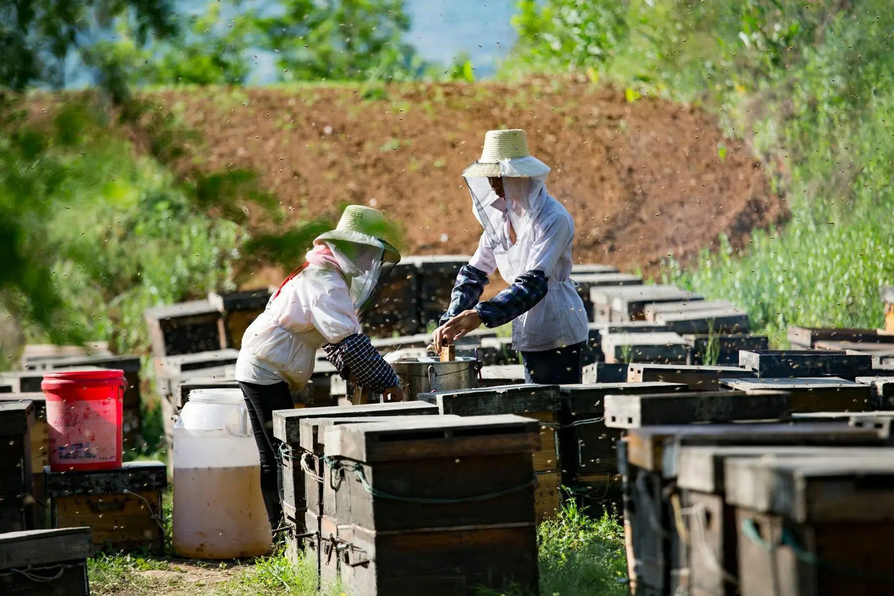 蜜蜂為什么老是圍著我轉(蜜蜂圍著轉的意思) 蜜蜂為什么老是圍著我轉(蜜蜂圍著轉的意思)