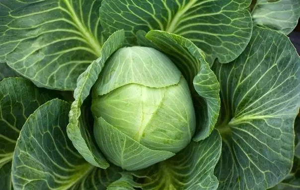 包菜是甘藍(lán)嗎(介紹蔬菜之間的親緣關(guān)系) 包菜是甘藍(lán)嗎(介紹蔬菜之間的親緣關(guān)系)