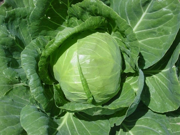 包菜是甘藍(lán)嗎(介紹蔬菜之間的親緣關(guān)系) 包菜是甘藍(lán)嗎(介紹蔬菜之間的親緣關(guān)系)