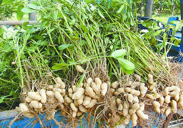 花生產(chǎn)地是哪里(花生的主要產(chǎn)地) 花生產(chǎn)地是哪里(花生的主要產(chǎn)地)