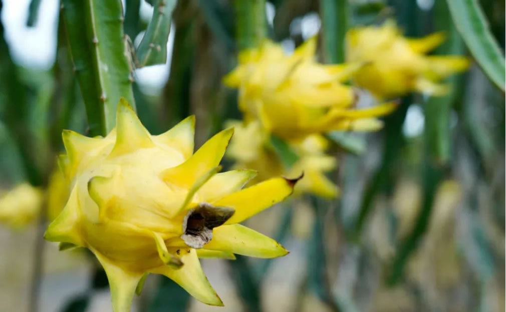 火龍果是仙人掌的果實(shí)嗎 火龍果是仙人掌的果實(shí)嗎