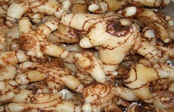 種植白芨賺錢嗎(白芨種植市場價格和投資效益) 種植白芨賺錢嗎(白芨種植市場價格和投資效益)