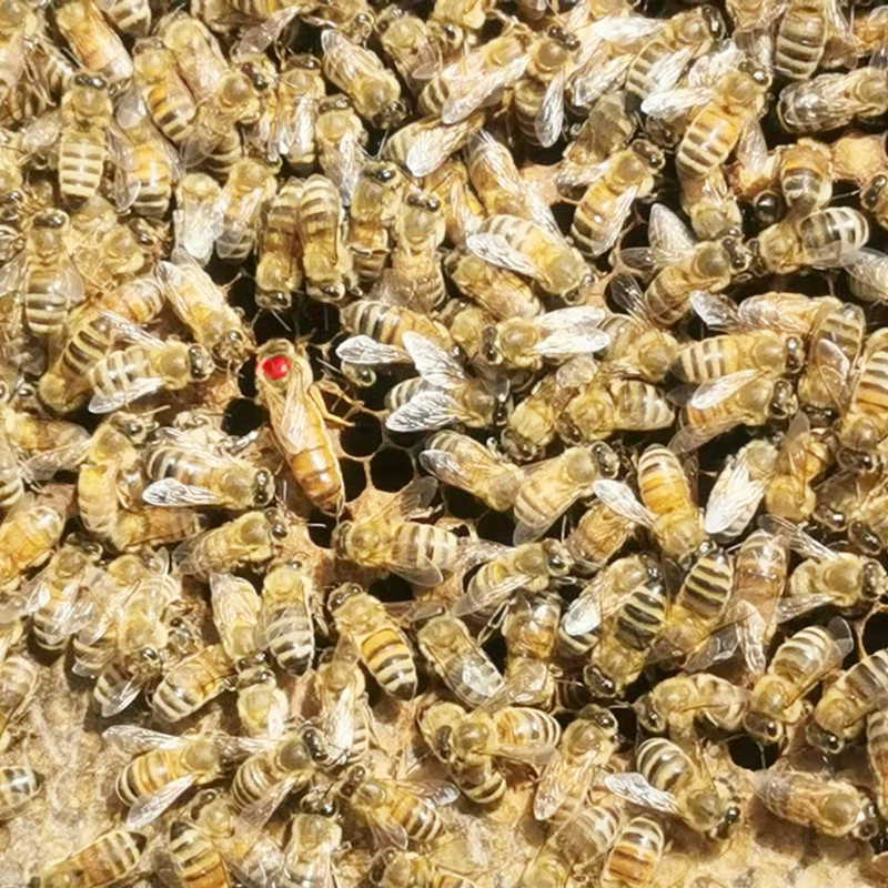 中國(guó)北方蜜蜂種類有哪些(適合北方養(yǎng)殖蜜蜂品種) 中國(guó)北方蜜蜂種類有哪些(適合北方養(yǎng)殖蜜蜂品種)