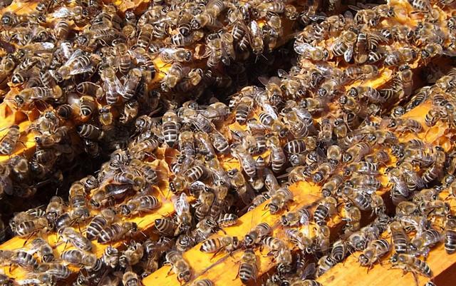 中國(guó)北方蜜蜂種類有哪些(適合北方養(yǎng)殖蜜蜂品種) 中國(guó)北方蜜蜂種類有哪些(適合北方養(yǎng)殖蜜蜂品種)