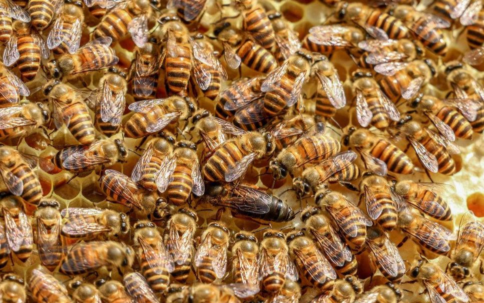 中國(guó)北方蜜蜂種類有哪些(適合北方養(yǎng)殖蜜蜂品種) 中國(guó)北方蜜蜂種類有哪些(適合北方養(yǎng)殖蜜蜂品種)