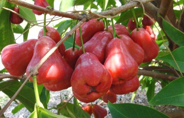 水果蓮霧多少錢一斤(蓮霧果的價格和正確吃法) 水果蓮霧多少錢一斤(蓮霧果的價格和正確吃法)