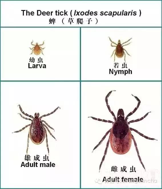 蜱蟲最怕什么氣味(蜱蟲的危害和預防治理方法) 蜱蟲最怕什么氣味(蜱蟲的危害和預防治理方法)