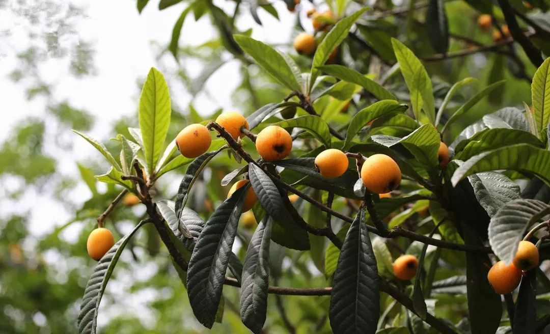 枇杷的英文怎么寫（枇杷的英文讀寫和發音）