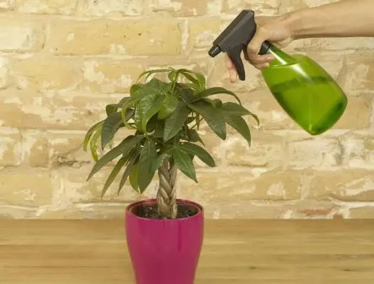 發(fā)財(cái)樹的葉子發(fā)黃干枯掉落什么原因(發(fā)財(cái)樹的正確養(yǎng)法) 發(fā)財(cái)樹的葉子發(fā)黃干枯掉落什么原因(發(fā)財(cái)樹的正確養(yǎng)法)