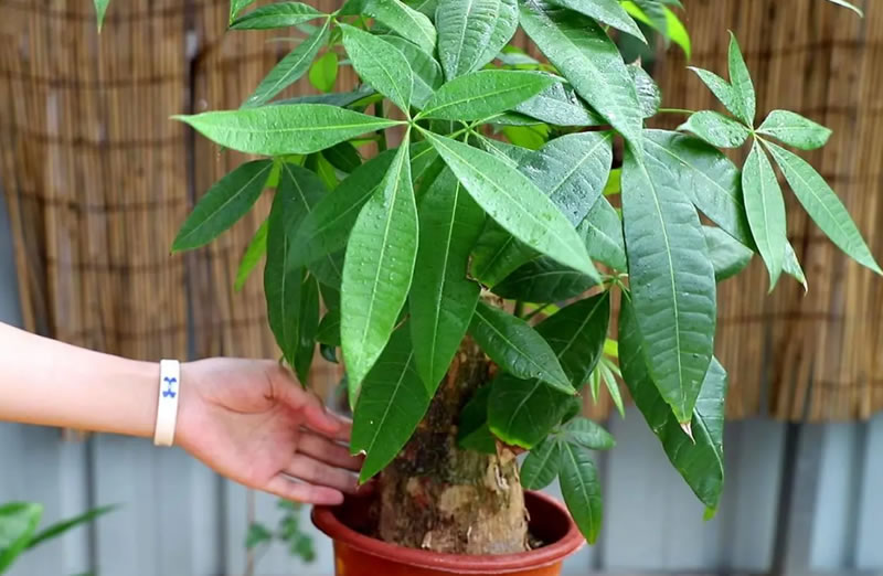 發(fā)財(cái)樹的葉子發(fā)黃干枯掉落什么原因(發(fā)財(cái)樹的正確養(yǎng)法) 發(fā)財(cái)樹的葉子發(fā)黃干枯掉落什么原因(發(fā)財(cái)樹的正確養(yǎng)法)