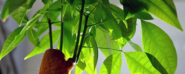 發(fā)財(cái)樹的葉子發(fā)黃干枯掉落什么原因(發(fā)財(cái)樹的正確養(yǎng)法) 發(fā)財(cái)樹的葉子發(fā)黃干枯掉落什么原因(發(fā)財(cái)樹的正確養(yǎng)法)